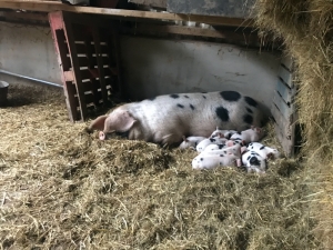 Happy Pigs at Rough Hill Farm Shop, Warwickshire